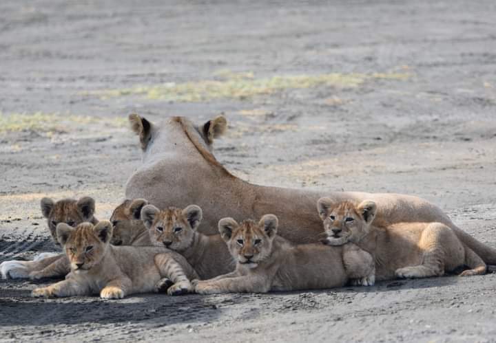 safaris in Tanzania