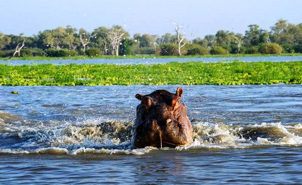 Nyerere National Park