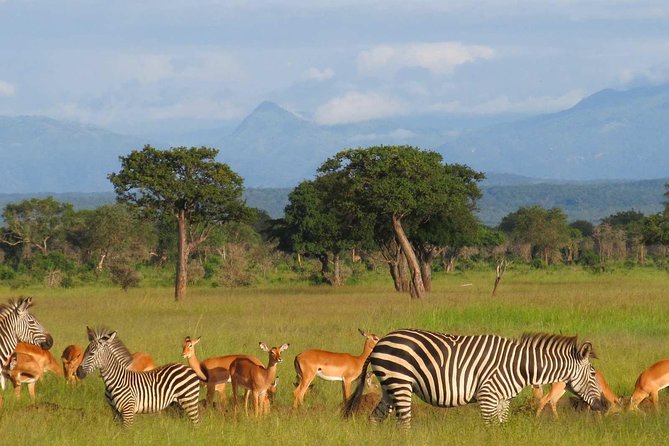 Mikumi National Park