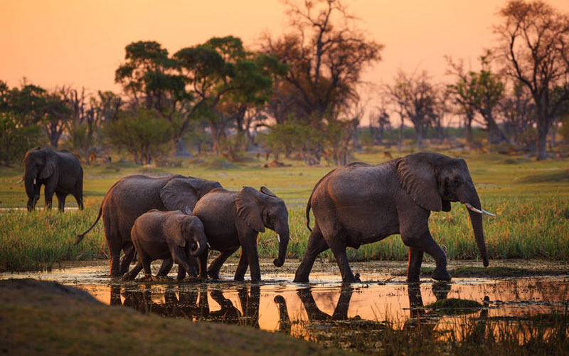 5 Days Tanzania safari Tours